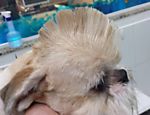 F5 - Bichos - Em alta nos pet shops, tosa japonesa deixa cão com cara de  bicho de pelúcia - 06/07/2014