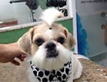Em alta nos pet shops, tosa japonesa deixa cão com cara de bicho