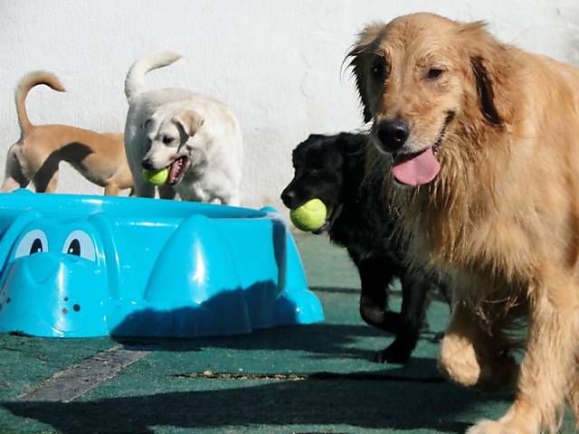 Pet shops em São Paulo: confira locais com acessórios, banho e