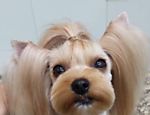Em alta nos pet shops, tosa japonesa deixa cão com cara de bicho