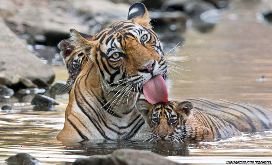 Tigre-de-bengala na Índia