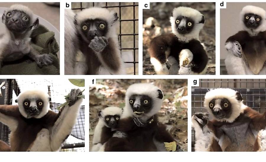 Centro põe na internet imagens de primatas