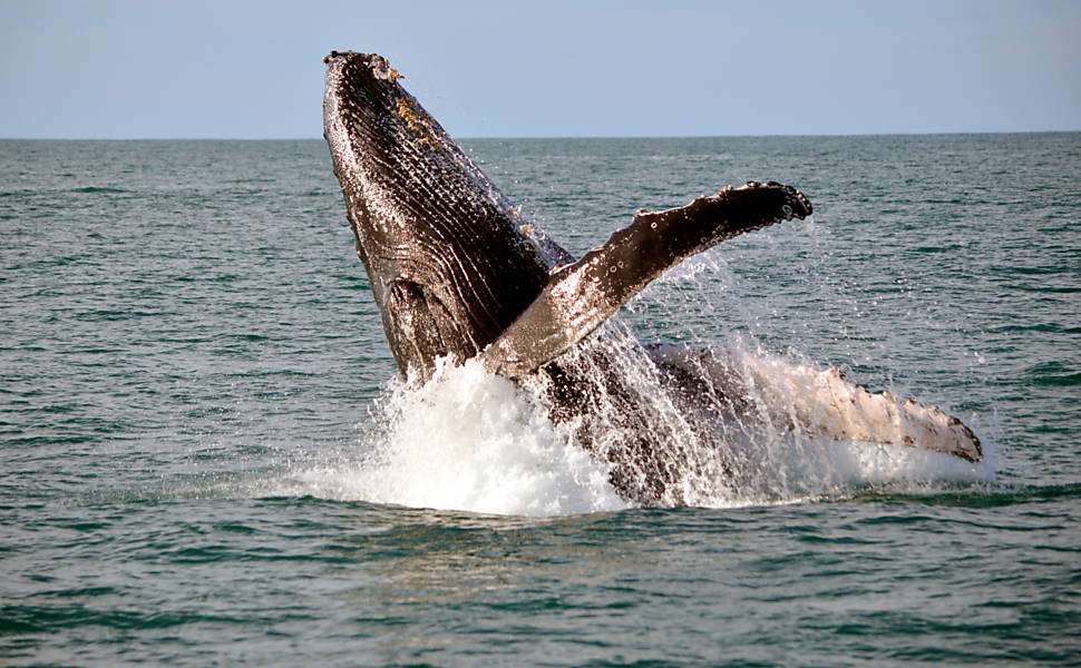 Baleias e aves em Abrolhos