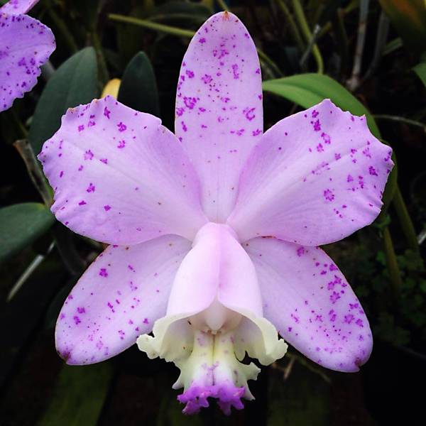 Orquídeas marginais