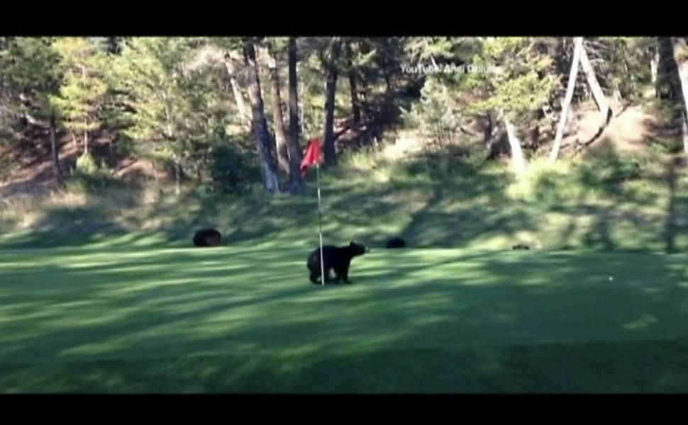 Filhote de urso interrompe partida de golfe