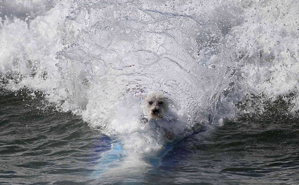 Competição de surfe canino