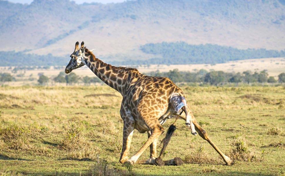Parto de girafa