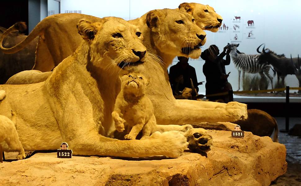 Animais empalhados fazem sucesso em museu na China