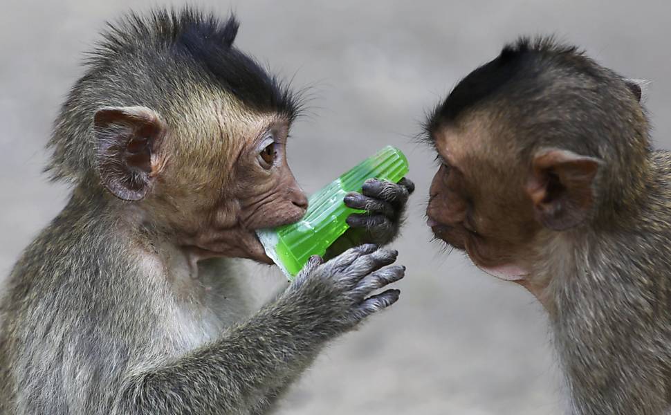 Festival oferece banquete para macacos na Tailândia