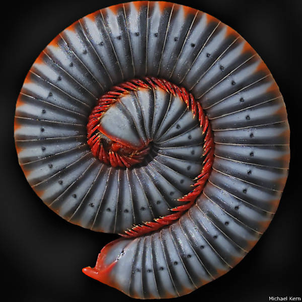 Fotógrafo transforma criaturas repulsivas em arte