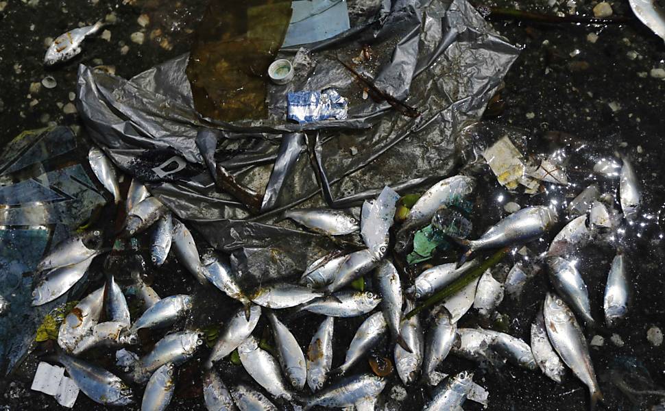 Peixes mortos são vistos nas águas da baía de Guanabara, no Rio de Janeiro