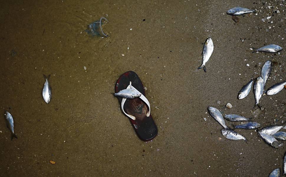 Peixes mortos são vistos nas águas da baía de Guanabara, no Rio de Janeiro