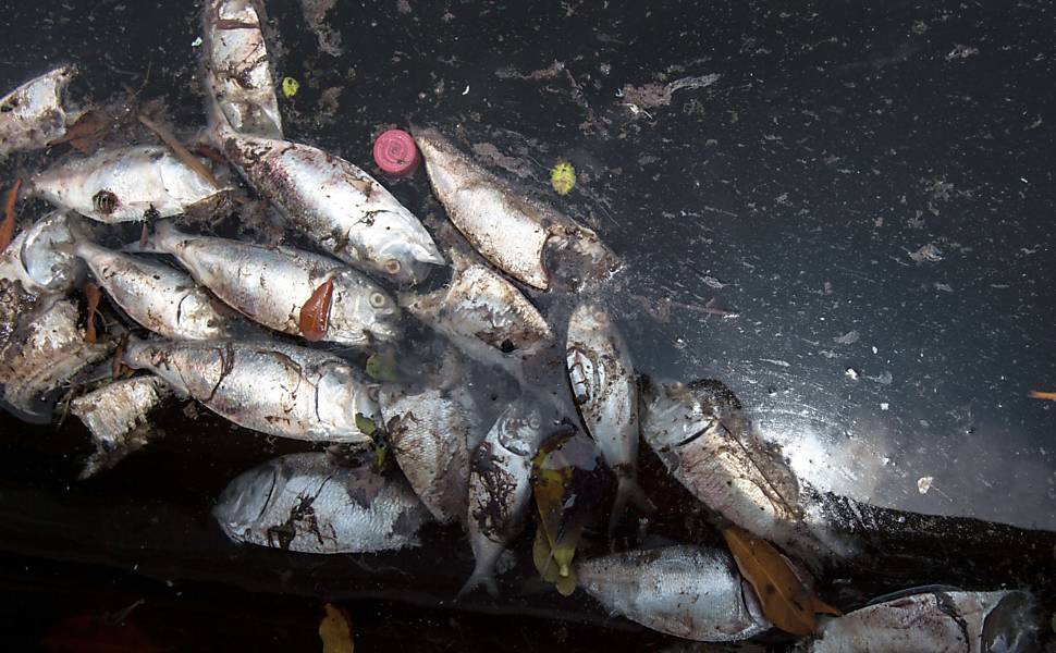 Peixes mortos na Baía de Guanabara, no Rio de Janeiro (RJ), devido a alta poluição