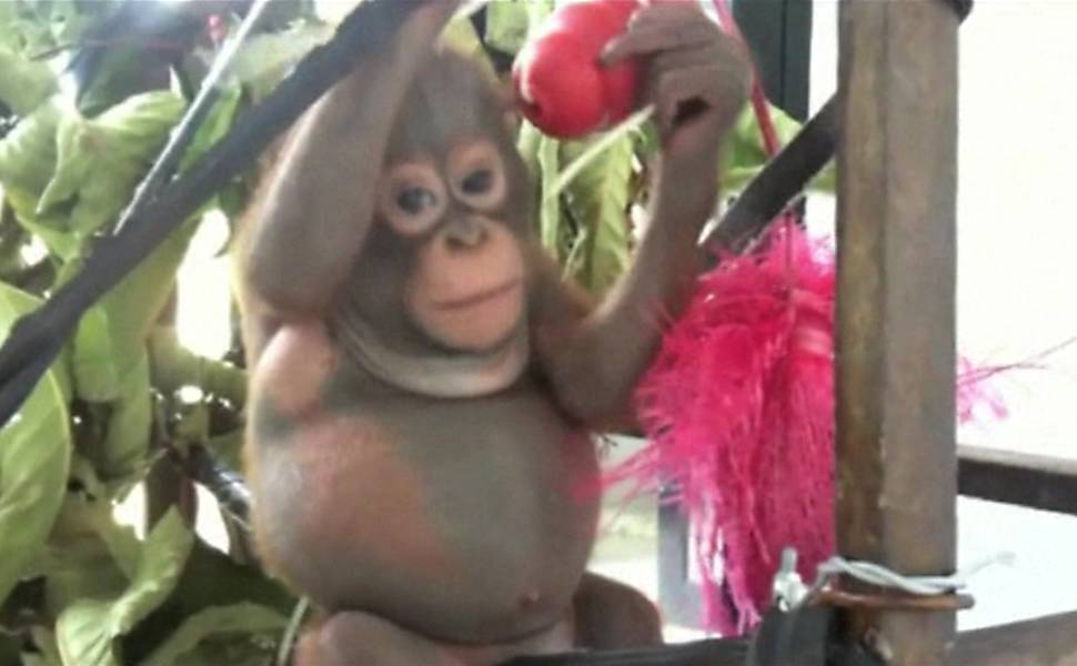 Orangotango se recupera após ser resgatado