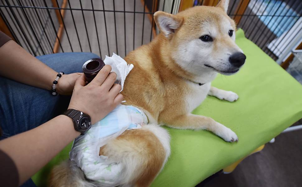 Cães fazem tratamento em Tóquio
