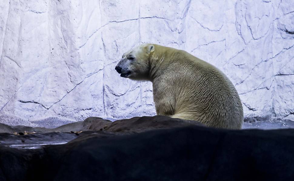 Urso polar do Aquário de São Paulo