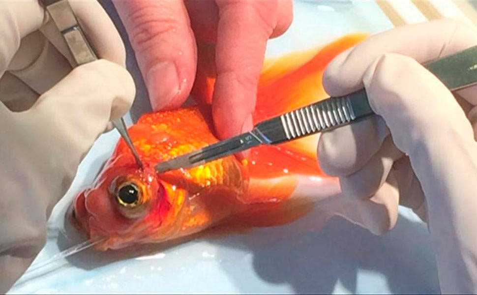Peixinho dourado com câncer é operado pela 3º vez para retirada de tumor