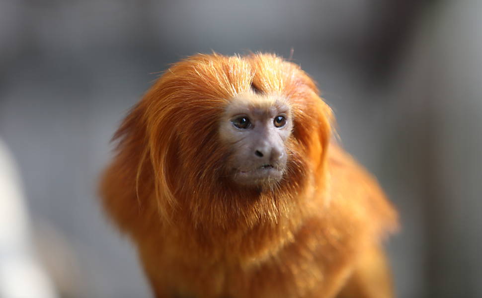 17 macacos foram roubados em zoo francês Beauval no fim de semana.