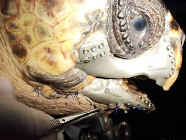 Tartaruga ganha mandíbula feita em impressora 3D
