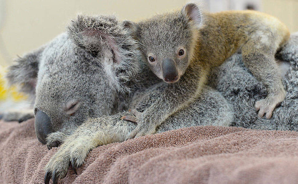 Filhote de coala acompanha a mãe em cirurgia