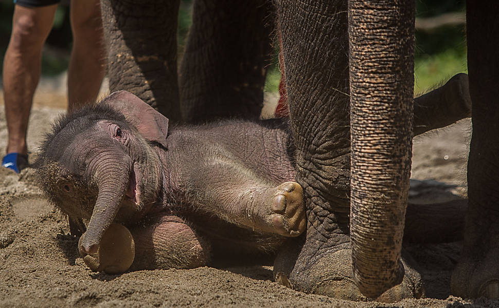 Elefante asiático recém-nascido