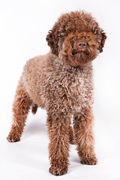 Novas raças de cães
