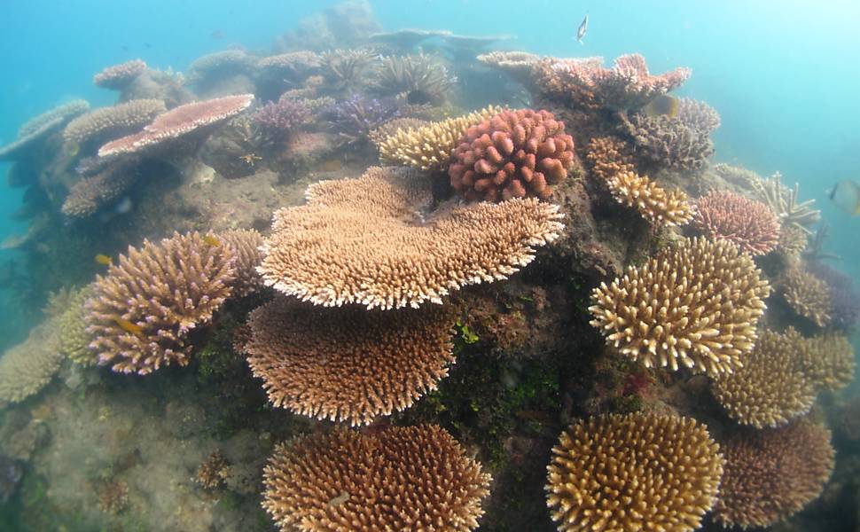 Corais resistem ao aquecimento global