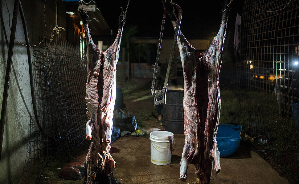 Caça ao javali durante a madrugada, na zona rural de Monte Azul Paulista. Grupo de caçadores faz o abate controlado desse animal