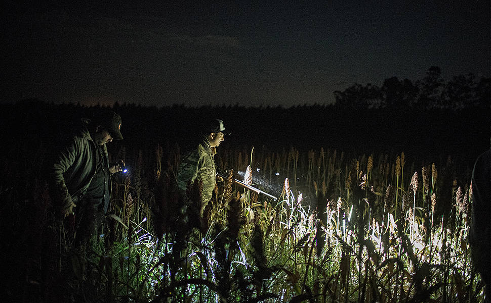Caça ao javali durante a madrugada, na zona rural de Monte Azul Paulista. Grupo de caçadores faz o abate controlado desse animal
