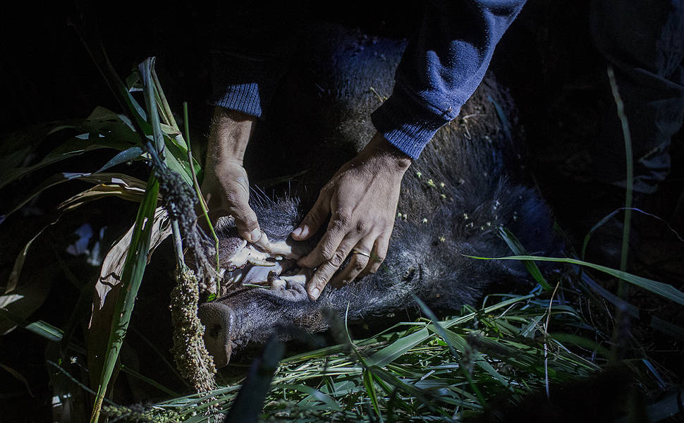 Caça ao javali durante a madrugada, na zona rural de Monte Azul Paulista. Grupo de caçadores faz o abate controlado desse animal
