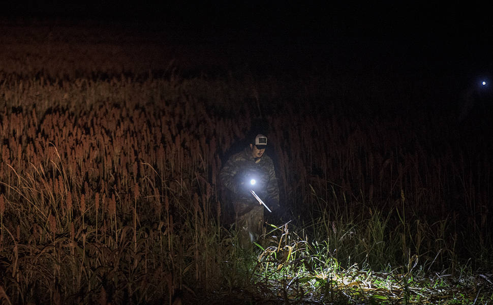 Caça ao javali durante a madrugada, na zona rural de Monte Azul Paulista. Grupo de caçadores faz o abate controlado desse animal