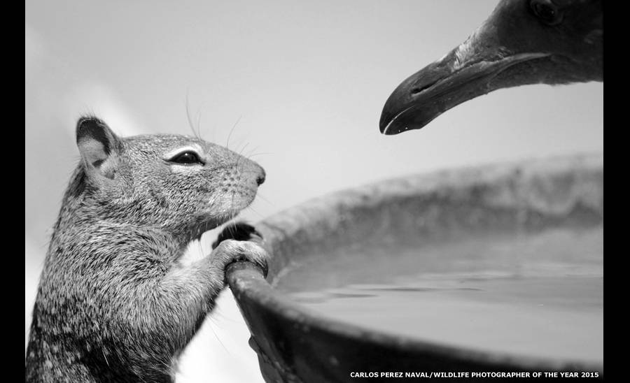 51º Wildlife Photographer of the Year