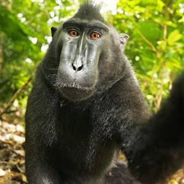 A selfie do macaco da espécie 'Macaca nigra'