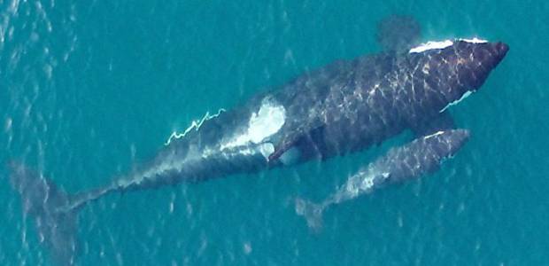 Drone faz imagens de orcas