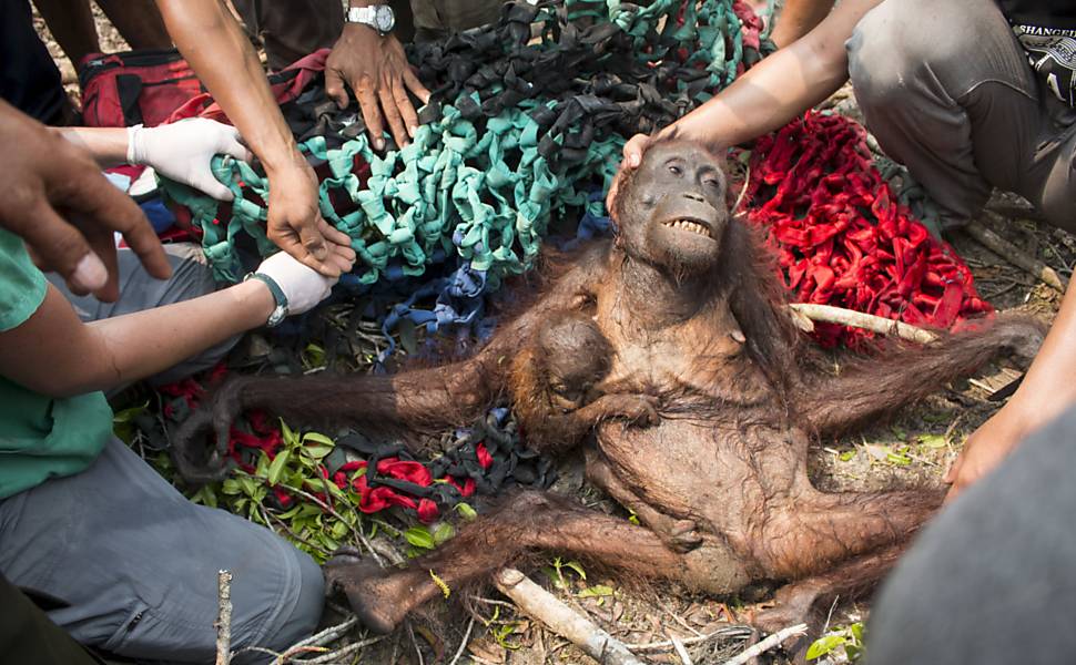 Mãe orangotango e filhote são resgatados após apedrejamento