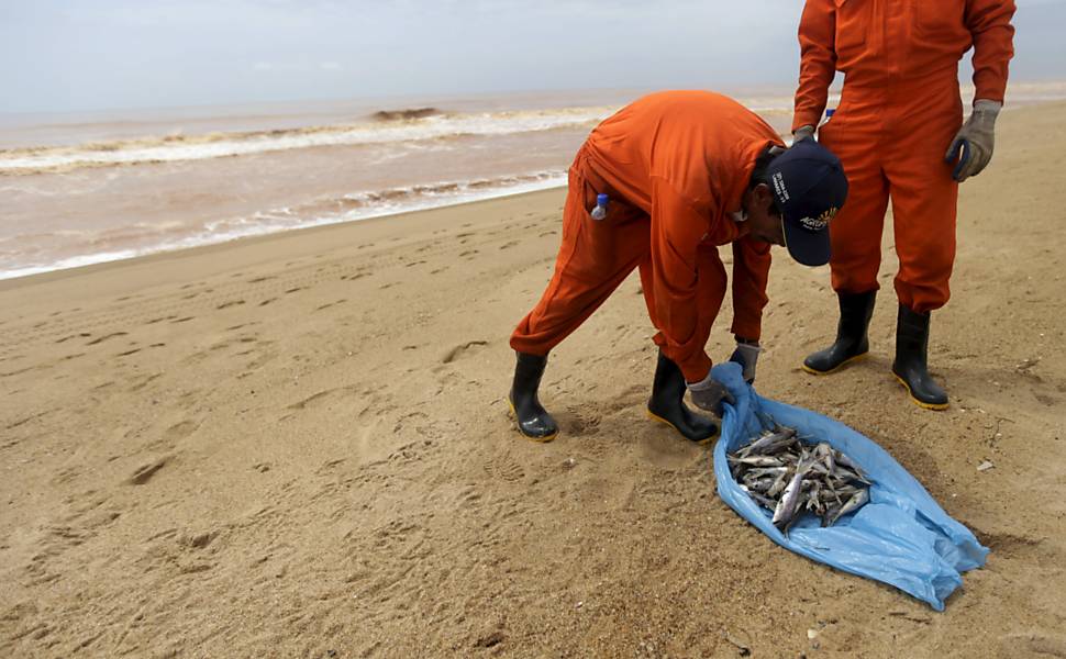 Pescadores contratados pela mineradora Samarco trabalham na remoção de peixes mortos na praia de Povoação, próxima ao Rio Doce, no Espirito Santo