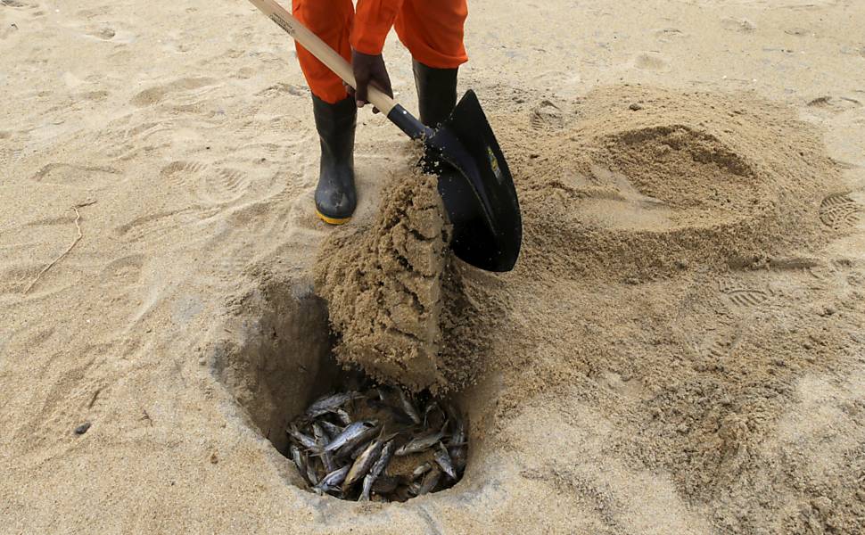 Pescadores contratados pela mineradora Samarco enterram peixes mortos na praia de Povoação, próxima ao Rio Doce, no Espirito Santo