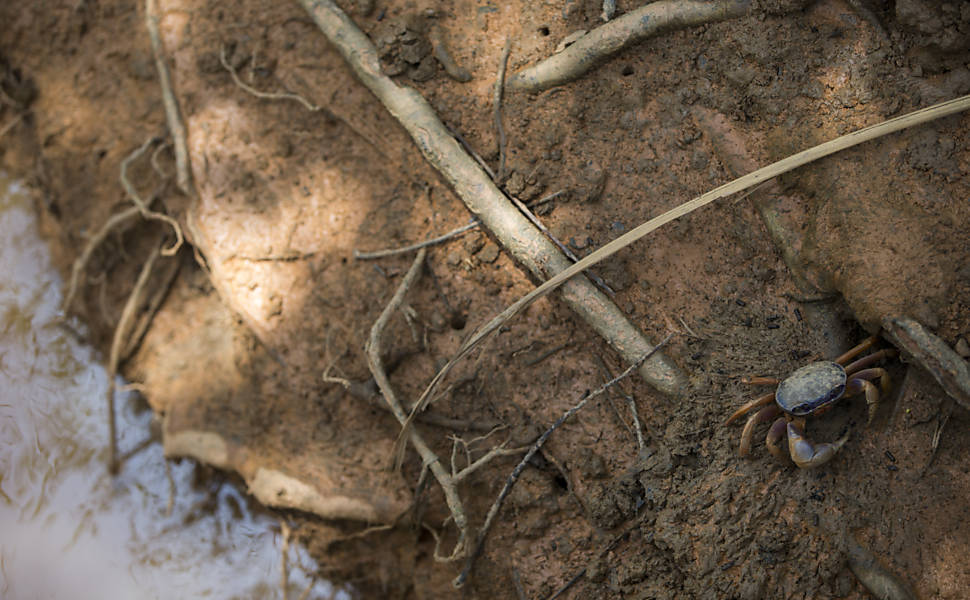 Lama com rejeitos chega à foz do rio Doce, na praia de Regência (ES), e desagua no mar