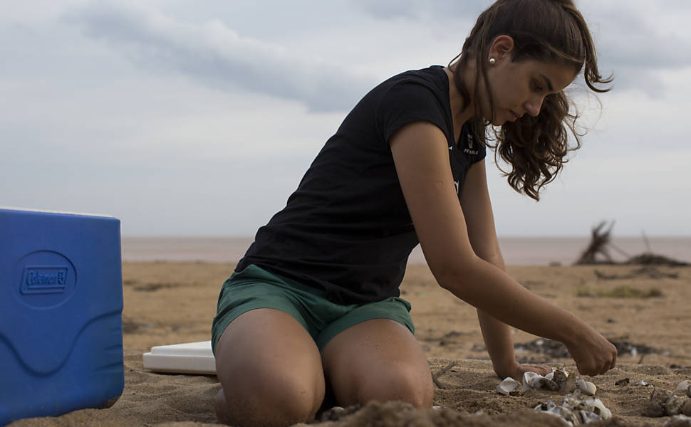 Equipe do Projeto Tamar faz desova prematura de tartarugas cabeçudas, em Linhares (ES), e as levam para longe do alcance da mancha de lama para que não entrem em contato com os rejeitos de minério presentes na lama trazida pelo rio Doce após rompimento das barragens de Mariana (MG)