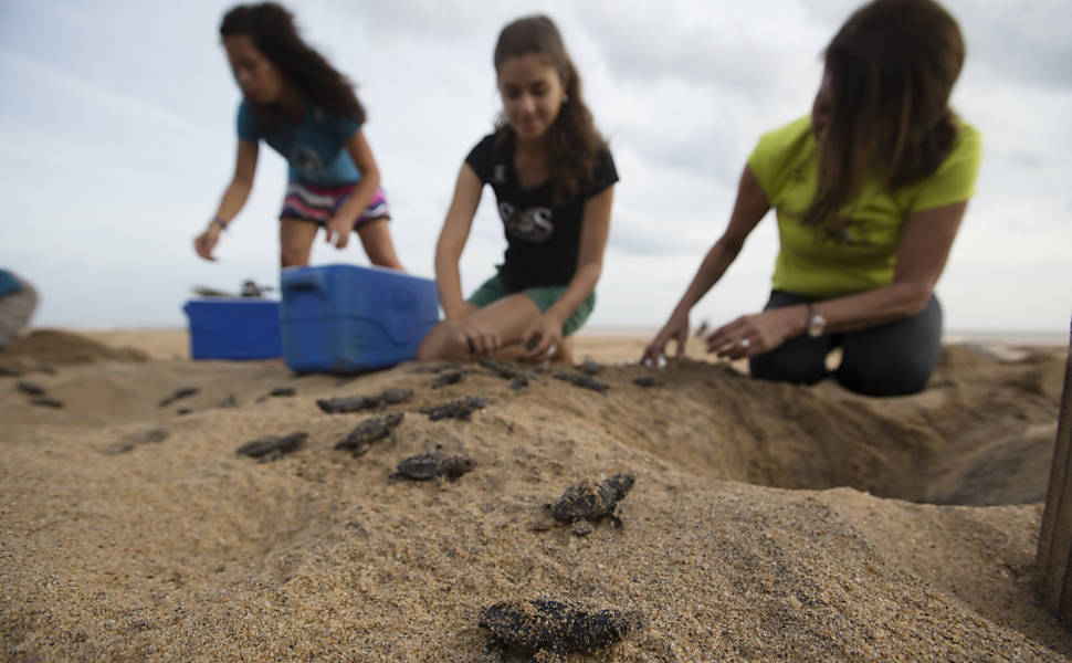 Equipe do Projeto Tamar faz desova prematura de tartarugas cabeçudas, em Linhares (ES), e as levam para longe do alcance da mancha de lama para que não entrem em contato com os rejeitos de minério presentes na lama trazida pelo rio Doce após rompimento das barragens de Mariana (MG)