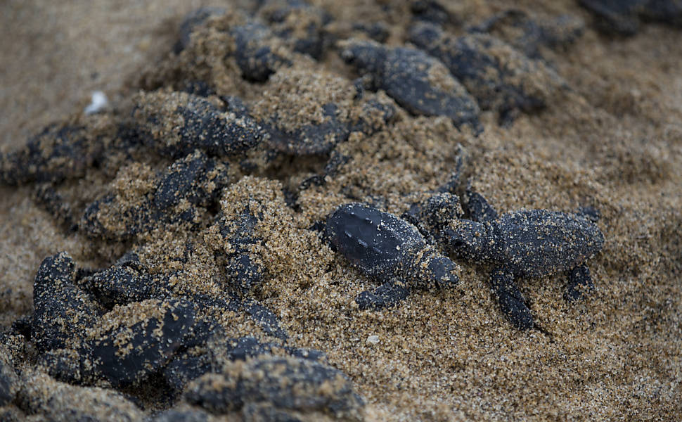 Equipe do Projeto Tamar faz desova prematura de tartarugas cabeçudas, em Linhares (ES), e as levam para longe do alcance da mancha de lama para que não entrem em contato com os rejeitos de minério presentes na lama trazida pelo rio Doce após rompimento das barragens de Mariana (MG)