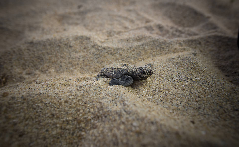 Equipe do Projeto Tamar faz desova prematura de tartarugas cabeçudas, em Linhares (ES), e as levam para longe do alcance da mancha de lama para que não entrem em contato com os rejeitos de minério presentes na lama trazida pelo rio Doce após rompimento das barragens de Mariana (MG)