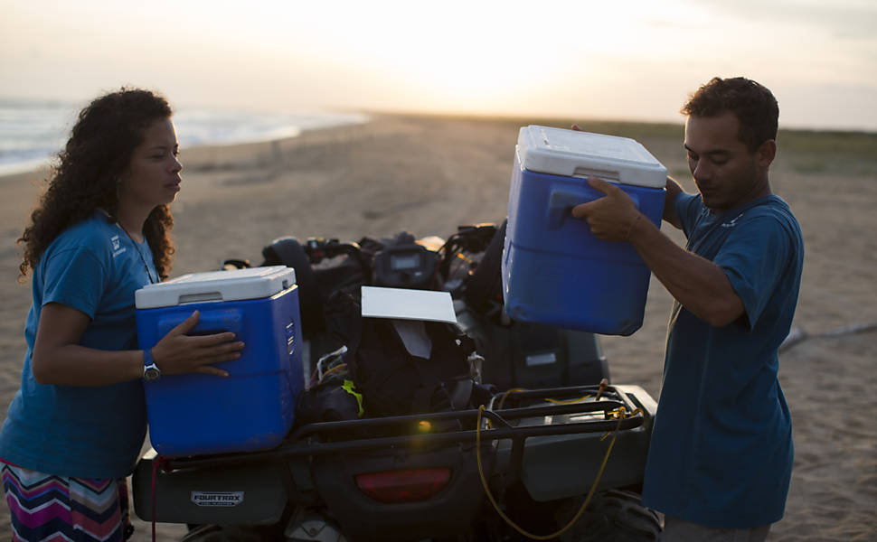 Equipe do Projeto Tamar faz desova prematura de tartarugas cabeçudas, em Linhares (ES), e as levam para longe do alcance da mancha de lama para que não entrem em contato com os rejeitos de minério presentes na lama trazida pelo rio Doce após rompimento das barragens de Mariana (MG)