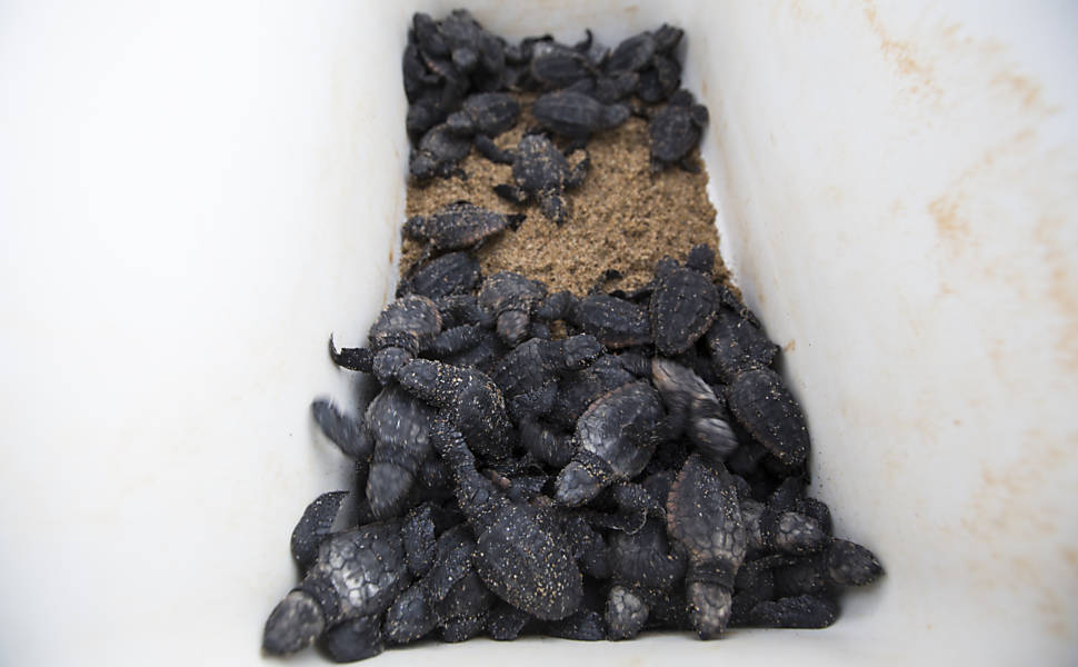 Equipe do Projeto Tamar faz desova prematura de tartarugas cabeçudas, em Linhares (ES), e as levam para longe do alcance da mancha de lama para que não entrem em contato com os rejeitos de minério presentes na lama trazida pelo rio Doce após rompimento das barragens de Mariana (MG)