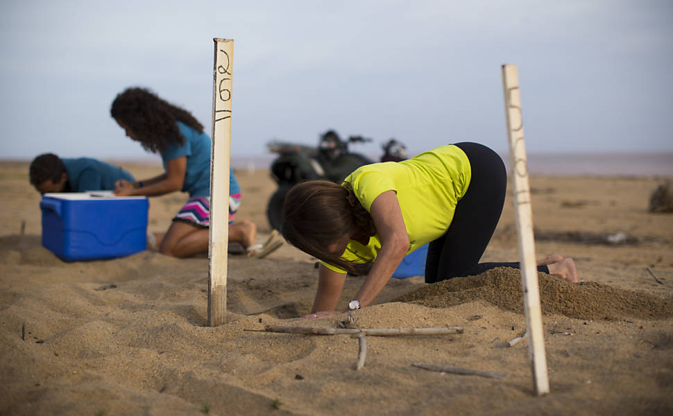 Equipe do Projeto Tamar faz desova prematura de tartarugas cabeçudas, em Linhares (ES), e as levam para longe do alcance da mancha de lama para que não entrem em contato com os rejeitos de minério presentes na lama trazida pelo rio Doce após rompimento das barragens de Mariana (MG)
