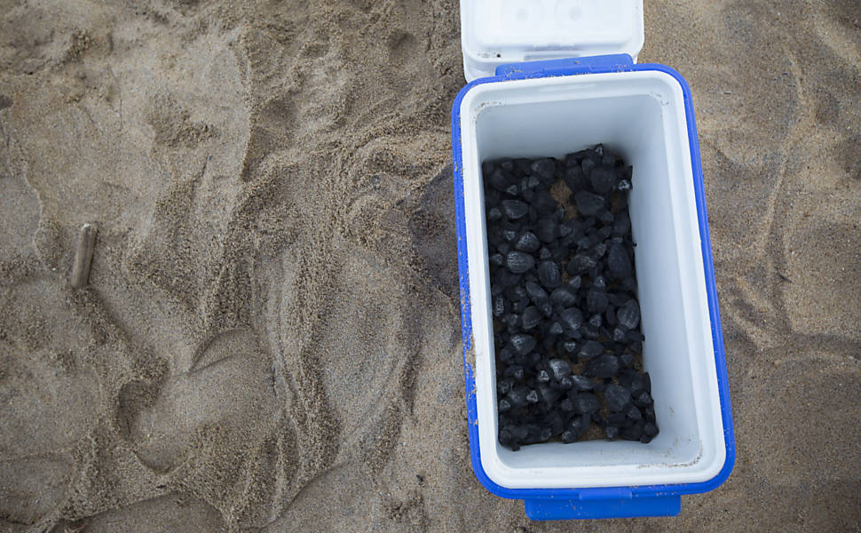Equipe do Projeto Tamar faz desova prematura de tartarugas cabeçudas, em Linhares (ES), e as levam para longe do alcance da mancha de lama para que não entrem em contato com os rejeitos de minério presentes na lama trazida pelo rio Doce após rompimento das barragens de Mariana (MG)