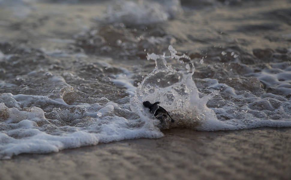 Equipe do Projeto Tamar faz desova prematura de tartarugas cabeçudas, em Linhares (ES), e as levam para longe do alcance da mancha de lama para que não entrem em contato com os rejeitos de minério presentes na lama trazida pelo rio Doce após rompimento das barragens de Mariana (MG)