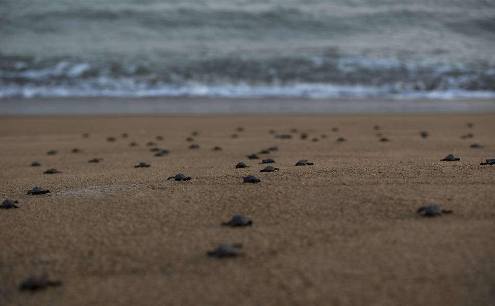 Equipe do Projeto Tamar faz desova prematura de tartarugas cabeçudas, em Linhares (ES), e as levam para longe do alcance da mancha de lama para que não entrem em contato com os rejeitos de minério presentes na lama trazida pelo rio Doce após rompimento das barragens de Mariana (MG)