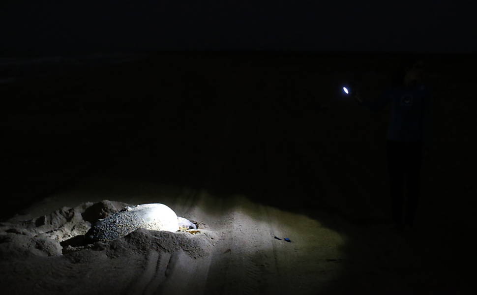 Equipe do Projeto Tamar faz marcação em tartaruga da espécie cabeçuda enquanto coloca ovos em praia de Linhares (ES)