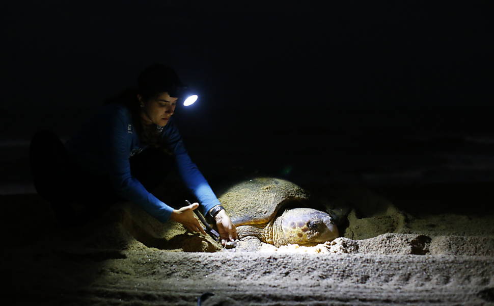 Equipe do Projeto Tamar faz marcação em tartaruga da espécie cabeçuda enquanto coloca ovos em praia de Linhares (ES)
